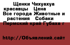 Щенки Чихуахуа красавцы › Цена ­ 9 000 - Все города Животные и растения » Собаки   . Пермский край,Губаха г.